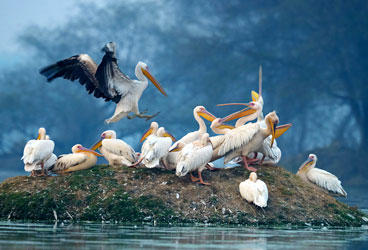STEPiNN-KEOLADEO NATIONAL PARK